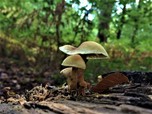 Magic Mushroom Bisa Kurangi Depresi, Ini Bukti Risetnya
