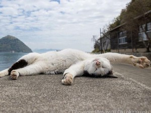 Kucing Nyemplung di Tong Berisi Zat Beracun Bikin Geger Fukuyama Jepang