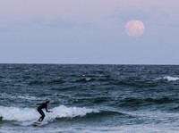 Tetangga RI Darurat Hiu, 4 Orang Diterkam dalam 48 Jam Terakhir