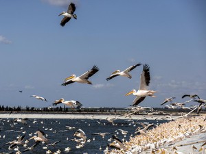 Burung Bisa Terbang Melintasi Laut Nonstop Tanpa Istirahat, Tapi...