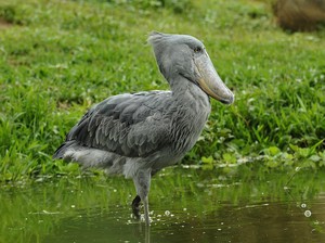 Burung Terseram di Dunia, Pemakan Bayi Buaya!