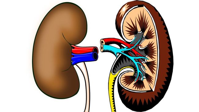 7 Dangerous Complications of Chronic Kidney Problems: What You Need to Know