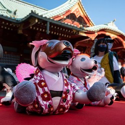 Potret Festival 'Bocah' Jepang yang Diserbu Anjing Robot