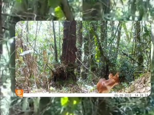 Mitos Ajag Babaung Saat Purnama hingga Jadi Siluman