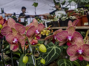 Hias Rumah Pakai Tanaman Asli atau Tanaman Sintetis? Ini Pertimbangannya