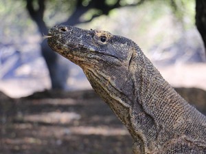 TN Komodo Ditutup, Wisata Labuan Bajo Bisa Lumpuh!