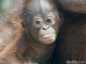 Penjual Orang Utan Dihukum 18 Bulan Penjara, Jaksa Pikir-pikir