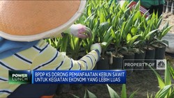 BPDPKS Dorong Pemanfaatan Kebun Sawit Lebih Luas