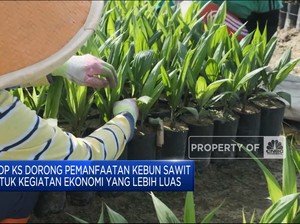 BPDPKS Dorong Pemanfaatan Kebun Sawit Lebih Luas