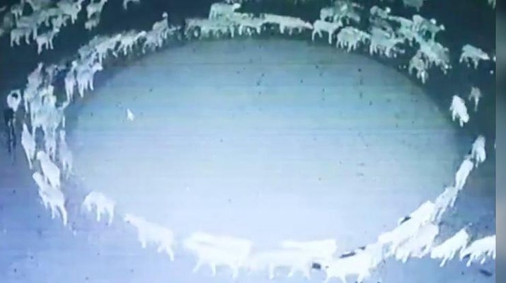 Sekawanan domba berlari membentuk lingkaran di Mongolia
