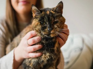 Kucing Tertua di Dunia Ulang Tahun, Sudah Jompo Kah?