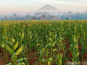 Bakal Ada Aturan Baru soal Rokok, Dampak Ngeri ke Industri-Petani Menanti