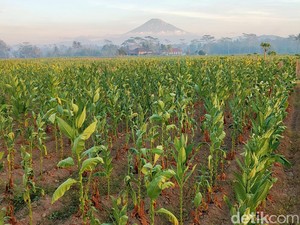 Pengetatan Aturan Rokok Bisa Bikin Warung Kecil Juga Terdampak