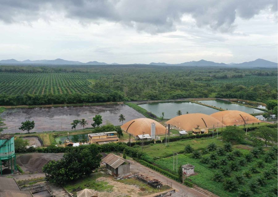 PT Austindo Nusantara Jaya Tbk (ANJ)