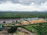 ANJT Jual 3 Anak Usaha, Lepas Bisnis Edamame & Sagu