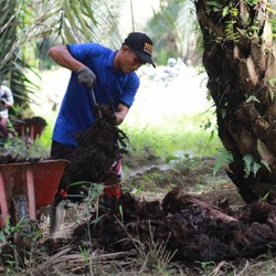 Saham Sawit Melorot, Kebanjiran Sentimen Negatif