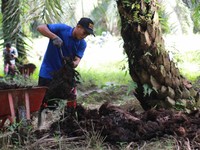 ANJT Raih Nilai Terbaik Pengelolaan Risiko ESG & Transparansi