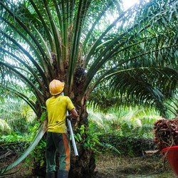Konglomerat Ciliandra Fangiono Akuisisi ANJT Senilai Rp 5,5 Triliun