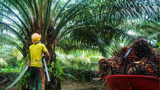 Investor Singapura Jadi Pengendali Baru Austindo (ANJT)