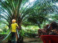 Konglomerat Ciliandra Fangiono Akuisisi ANJT Senilai Rp 5,5 Triliun