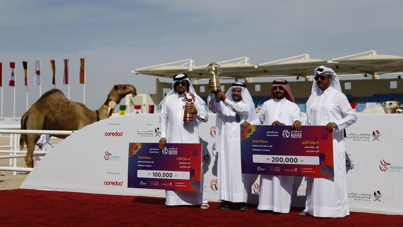 Sepak Bola - Piala Dunia FIFA Qatar 2022 - Kontes Kecantikan Unta - Ash-Shahaniyah, Qatar - 29 November 2022 Unta selama kontes kecantikan. (REUTERS/Suhaib Salem)