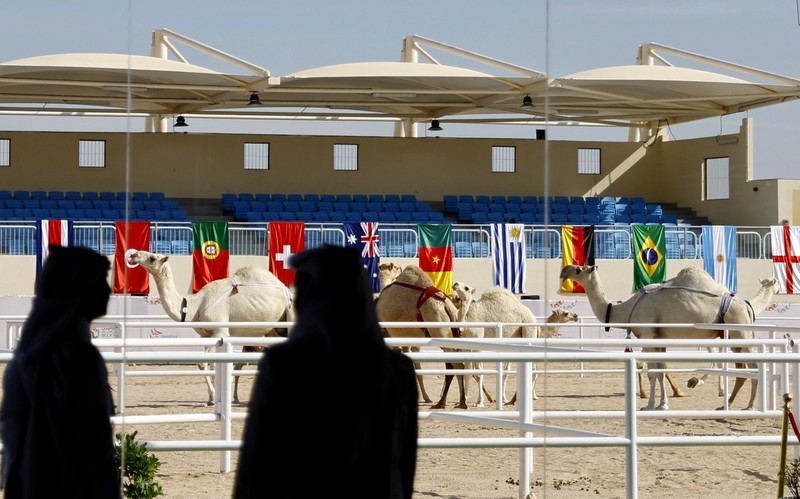 Sepak Bola - Piala Dunia FIFA Qatar 2022 - Kontes Kecantikan Unta - Ash-Shahaniyah, Qatar - 29 November 2022 Unta selama kontes kecantikan. (REUTERS/Suhaib Salem)