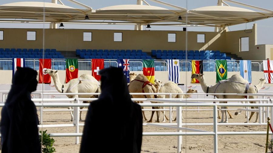 Sepak Bola - Piala Dunia FIFA Qatar 2022 - Kontes Kecantikan Unta - Ash-Shahaniyah, Qatar - 29 November 2022 Unta selama kontes kecantikan. (REUTERS/Suhaib Salem)