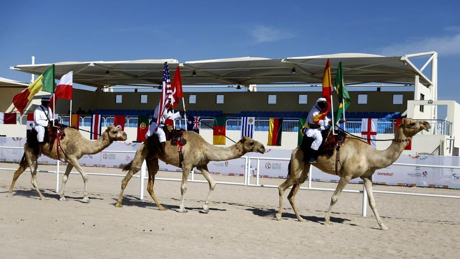 Sepak Bola - Piala Dunia FIFA Qatar 2022 - Kontes Kecantikan Unta - Ash-Shahaniyah, Qatar - 29 November 2022 Unta selama kontes kecantikan. (REUTERS/Suhaib Salem)