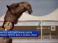 Video: Kontes Kecantikan Unta Warnai Pesta Bola Dunia 2022