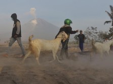 Momen Korban Erupsi Semeru Selamatkan Barang-Barang Berharga