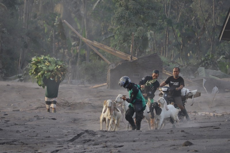 1245371309 LUMAJANG, INDONESIA - DECEMBER 5: Residents are seen rescuing their property and livestock after the eruption of Mount Semeru in Kajar Kuning Village, Lumajang, East Java Province, Indonesia on December 5, 2022. According to data from the East Java Regional Disaster Management Agency, at least 2,219 people fled after the eruption of Mount Semeru that occurred yesterday. (Photo by Suryanto/Anadolu Agency via Getty Images)