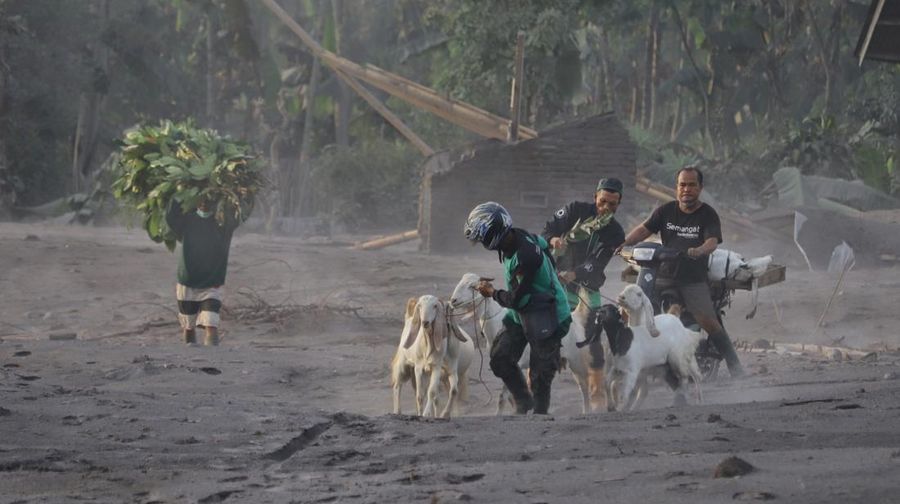 LUMAJANG, INDONESIA - DECEMBER 5: Residents are seen rescuing their property and livestock after the eruption of Mount Semeru in Kajar Kuning Village, Lumajang, East Java Province, Indonesia on December 5, 2022. According to data from the East Java Regional Disaster Management Agency, at least 2,219 people fled after the eruption of Mount Semeru that occurred yesterday. (Photo by Suryanto/Anadolu Agency via Getty Images)