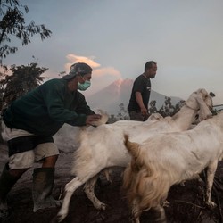 Banjir Lahar Semeru Masuk Sungai, Warga Diminta Waspada