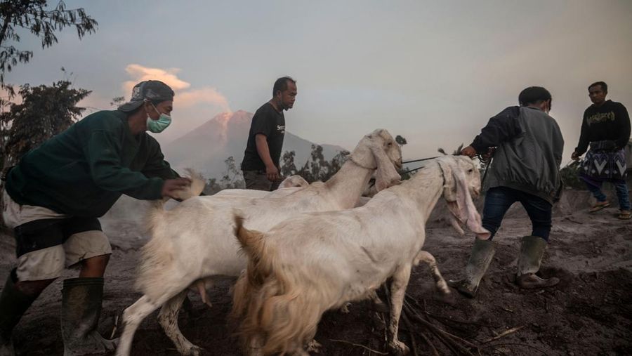 People move their livestock following a volcanic eruption by Mount Semeru at Kajar Kuning village in Lumajang on December 5, 2022. - Indonesia's Mount Semeru erupted on December 4 spewing hot ash clouds a mile high and rivers of lava down its side while sparking the evacuation of nearly 2,000 people exactly one year after its last major eruption killed dozens. (Photo by JUNI KRISWANTO / AFP) (Photo by JUNI KRISWANTO/AFP via Getty Images)
