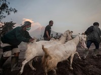 Banjir Lahar Semeru Masuk Sungai, Warga Diminta Waspada