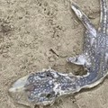 Penampakan Bayi Monster Loch Ness Jadi Perdebatan di Medsos