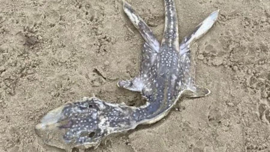 Gambar mahkluk misterius yang terdampar di UK yang viral di Reddit.