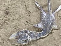 Penampakan Bayi Monster Loch Ness Jadi Perdebatan di Medsos
