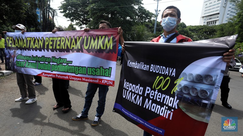 Puluhan massa dari Komunitas Peternak Unggas Nasional (KPUN) menggelar aksi unjuk rasa di depan Kantor Kementerian Koordinator Bidang Perekonomian RI, Lapangan Banteng, Jakarta Pusat, Selasa (13/12/2022). Mereka mendesak Kemenko Bidang Perekonomian Untuk segera membuat draft Rancangan Peraturan Presiden tentang Perlindungan Peternak Rakyat Ayam Ras. Tuntutan ini sebagaimana diamanatkan UU No.18/2009 Jo; UU 41/2014 tentang Peternakan dan Kesehatan Hewan. Pasal 33 ketentuan lebih lanjut mengenai Budidaya sebagaimana dimaksud Pasal 27 sampai Pasal 32 diatur dengan Peraturan Presiden. (CNBC Indonesia/Andrean Kristianto) Puluhan massa dari Komunitas Peternak Unggas Nasional (KPUN) menggelar aksi unjuk rasa di depan Kantor Kementerian Koordinator Bidang Perekonomian RI, Lapangan Banteng, Jakarta Pusat, Selasa (13/12/2022). Mereka mendesak Kemenko Bidang Perekonomian Untuk segera membuat draft Rancangan Peraturan Presiden tentang Perlindungan Peternak Rakyat Ayam Ras. Tuntutan ini sebagaimana diamanatkan UU No.18/2009 Jo; UU 41/2014 tentang Peternakan dan Kesehatan Hewan. Pasal 33 ketentuan lebih lanjut mengenai Budidaya sebagaimana dimaksud Pasal 27 sampai Pasal 32 diatur dengan Peraturan Presiden. (CNBC Indonesia/Andrean Kristianto)