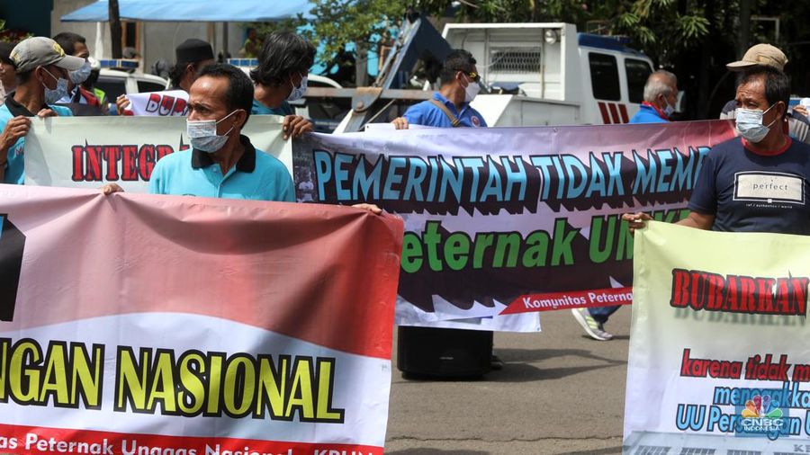 Puluhan massa dari Komunitas Peternak Unggas Nasional (KPUN) menggelar aksi unjuk rasa di depan Kantor Kementerian Koordinator Bidang Perekonomian RI, Lapangan Banteng, Jakarta Pusat, Selasa (13/12/2022). Mereka mendesak Kemenko Bidang Perekonomian Untuk segera membuat draft Rancangan Peraturan Presiden tentang Perlindungan Peternak Rakyat Ayam Ras. Tuntutan ini sebagaimana diamanatkan UU No.18/2009 Jo; UU 41/2014 tentang Peternakan dan Kesehatan Hewan. Pasal 33 ketentuan lebih lanjut mengenai Budidaya sebagaimana dimaksud Pasal 27 sampai Pasal 32 diatur dengan Peraturan Presiden. (CNBC Indonesia/Andrean Kristianto)