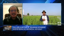 Petani Mulai Enggan Menanam Padi, Pasokan Beras RI Terancam?