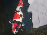 Hanako, 
