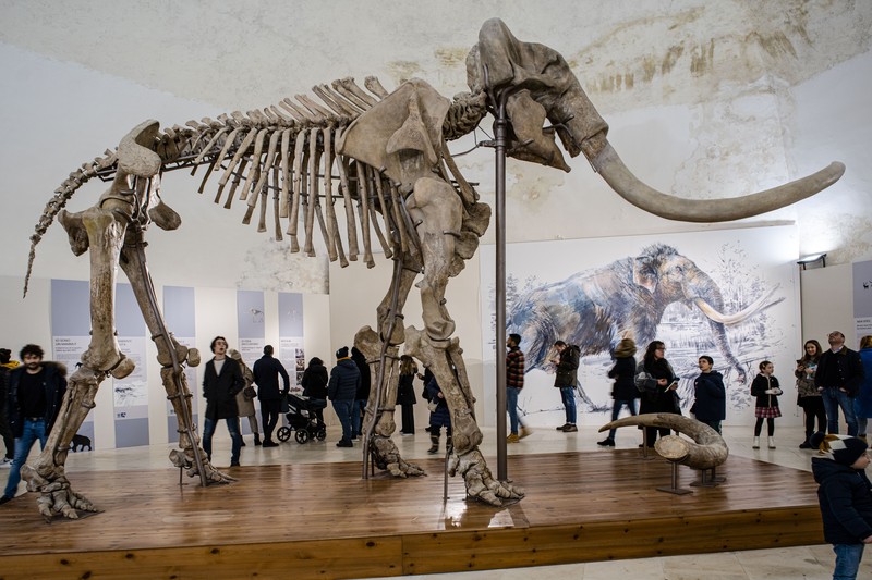 Kerangka Mammuthus Meridionalis jantan setinggi 4 meter yang langka (Mammoth selatan) dipajang di Kastil Spanyol abad ke-16 L'Aquila, Italia tengah, Minggu, 18 Desember 2022. Kerangka Mammuthus Meridionalis jantan setinggi 4 meter yang langka (Mammoth selatan) dipajang di Kastil Spanyol abad ke-16 L'Aquila, Italia tengah, Minggu, 18 Desember 2022. Fosil itu ditemukan pada tahun 1954 di dalam tambang dekat L' Aquila tempat hewan itu mungkin hidup sekitar 1,3 juta tahun yang lalu. Terdiri dari 149 tulang, ini adalah salah satu temuan paling lengkap dari jenisnya di Eropa. Mammoth seberat 11,5 ton itu berusia sekitar 55 tahun ketika dia meninggal. Taring kirinya mungkin patah dalam perkelahian. (AP Photo/Domenico Stinellis)
