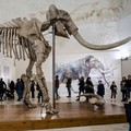 Penampakan Fosil Mammoth Raksasa, Menjulang Setinggi 4 Meter