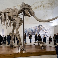 Penampakan Fosil Mammoth Raksasa, Menjulang Setinggi 4 Meter
