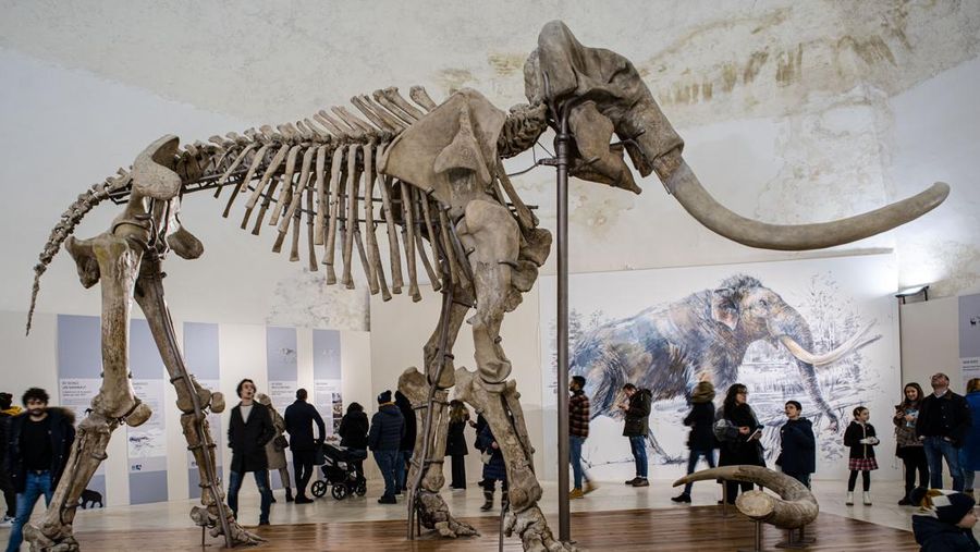 Kerangka Mammuthus Meridionalis jantan setinggi 4 meter yang langka (Mammoth selatan) dipajang di Kastil Spanyol abad ke-16 L'Aquila, Italia tengah, Minggu, 18 Desember 2022. Fosil itu ditemukan pada tahun 1954 di dalam tambang dekat L' Aquila tempat hewan itu mungkin hidup sekitar 1,3 juta tahun yang lalu. Terdiri dari 149 tulang, ini adalah salah satu temuan paling lengkap dari jenisnya di Eropa. Mammoth seberat 11,5 ton itu berusia sekitar 55 tahun ketika dia meninggal. Taring kirinya mungkin patah dalam perkelahian. (AP Photo/Domenico Stinellis)