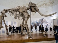 Penampakan Fosil Mammoth Raksasa, Menjulang Setinggi 4 Meter