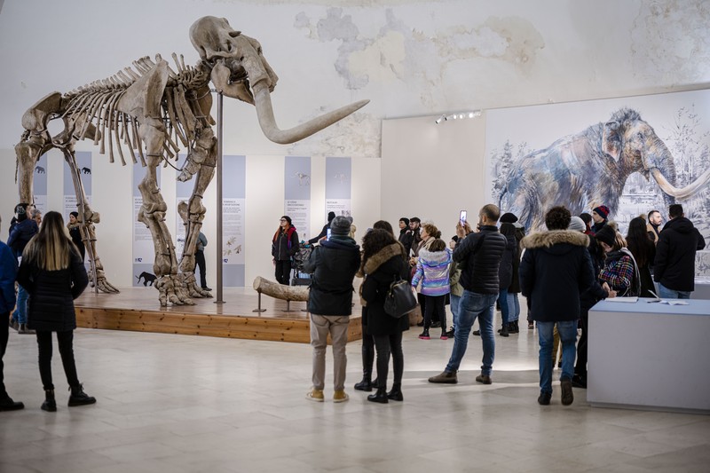 Kerangka Mammuthus Meridionalis jantan setinggi 4 meter yang langka (Mammoth selatan) dipajang di Kastil Spanyol abad ke-16 L'Aquila, Italia tengah, Minggu, 18 Desember 2022. Kerangka Mammuthus Meridionalis jantan setinggi 4 meter yang langka (Mammoth selatan) dipajang di Kastil Spanyol abad ke-16 L'Aquila, Italia tengah, Minggu, 18 Desember 2022. Fosil itu ditemukan pada tahun 1954 di dalam tambang dekat L' Aquila tempat hewan itu mungkin hidup sekitar 1,3 juta tahun yang lalu. Terdiri dari 149 tulang, ini adalah salah satu temuan paling lengkap dari jenisnya di Eropa. Mammoth seberat 11,5 ton itu berusia sekitar 55 tahun ketika dia meninggal. Taring kirinya mungkin patah dalam perkelahian. (AP Photo/Domenico Stinellis)