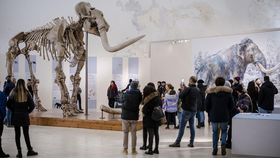 Kerangka Mammuthus Meridionalis jantan setinggi 4 meter yang langka (Mammoth selatan) dipajang di Kastil Spanyol abad ke-16 L'Aquila, Italia tengah, Minggu, 18 Desember 2022. Fosil itu ditemukan pada tahun 1954 di dalam tambang dekat L' Aquila tempat hewan itu mungkin hidup sekitar 1,3 juta tahun yang lalu. Terdiri dari 149 tulang, ini adalah salah satu temuan paling lengkap dari jenisnya di Eropa. Mammoth seberat 11,5 ton itu berusia sekitar 55 tahun ketika dia meninggal. Taring kirinya mungkin patah dalam perkelahian. (AP Photo/Domenico Stinellis)