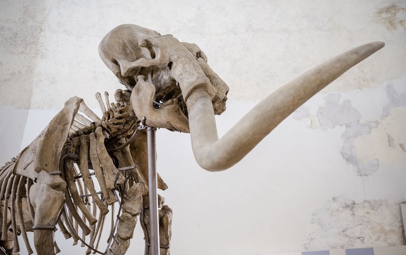 Kerangka Mammuthus Meridionalis jantan setinggi 4 meter yang langka (Mammoth selatan) dipajang di Kastil Spanyol abad ke-16 L'Aquila, Italia tengah, Minggu, 18 Desember 2022. Kerangka Mammuthus Meridionalis jantan setinggi 4 meter yang langka (Mammoth selatan) dipajang di Kastil Spanyol abad ke-16 L'Aquila, Italia tengah, Minggu, 18 Desember 2022. Fosil itu ditemukan pada tahun 1954 di dalam tambang dekat L' Aquila tempat hewan itu mungkin hidup sekitar 1,3 juta tahun yang lalu. Terdiri dari 149 tulang, ini adalah salah satu temuan paling lengkap dari jenisnya di Eropa. Mammoth seberat 11,5 ton itu berusia sekitar 55 tahun ketika dia meninggal. Taring kirinya mungkin patah dalam perkelahian. (AP Photo/Domenico Stinellis)